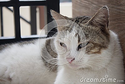 Close up potrait of cute cat with gray and white color Stock Photo