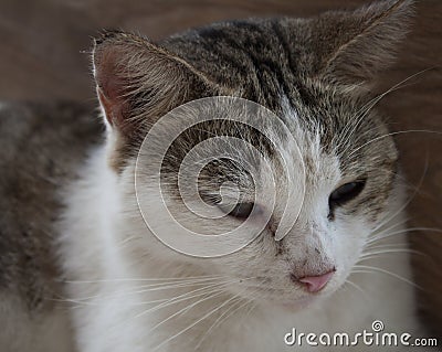 Close up potrait of cute cat with gray and white color Stock Photo