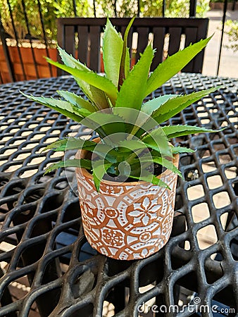 Close up of potted green plant on patio table Stock Photo