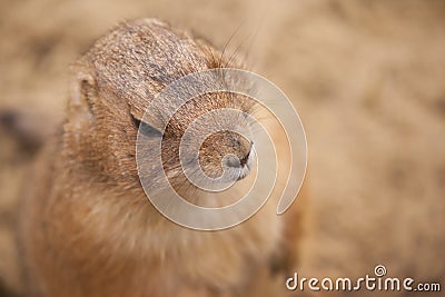 Close up of a Prairie dog / Cynomys Stock Photo