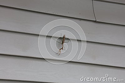 Close up of a Praying Mantis, looking at the camera, on gray aluminum siding, in the fall, in Trevor, Wisconsin Stock Photo