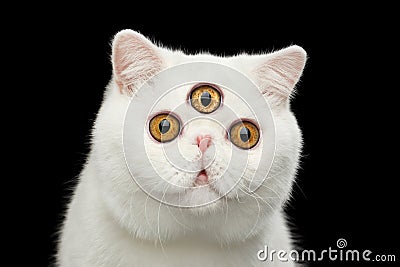 Close-up predictor Pure White Exotic Cat Head Isolated Black Background Stock Photo