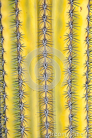 Close up,Prickly cactus background Stock Photo