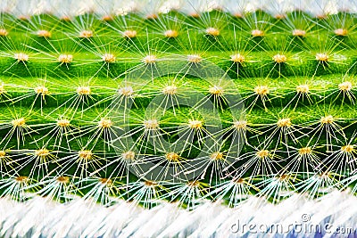 Close-up of a prickly green cactus texture Stock Photo