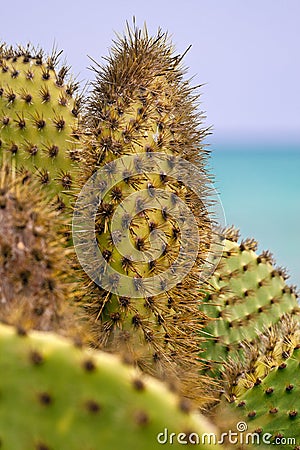 Close-up of Prickly Pear Cactus Stock Photo