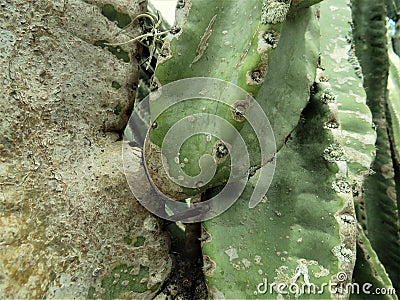 Close up, prickly pear cactus, Florida Stock Photo