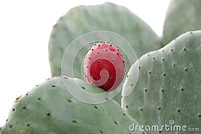 Close up of prickly pear cactus isolated Stock Photo