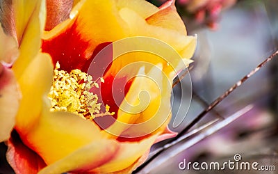 Close up of Prickly Pear Opuntia fragilis cactus flower, California Stock Photo