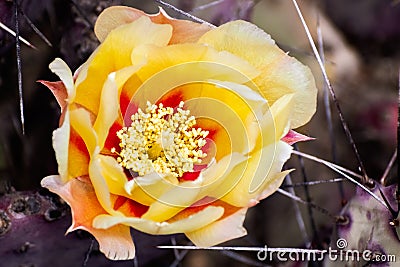 Close up of Prickly Pear Opuntia fragilis cactus flower, California Stock Photo