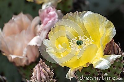 Close up of Prickly Pear Opuntia fragilis cactus flower, California Stock Photo