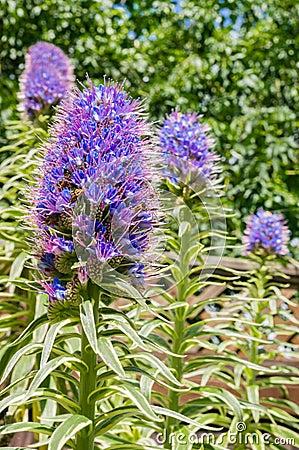 Close up of Pride of Madeira Echium Candicans flower, California Stock Photo