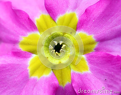 Close up of a Primula vulgaris subsp. sibthorpii Stock Photo