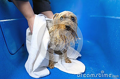 Close-up of professional pet groomer drying a wet a dog Yorkshire Terrier wrapped in a white towel at pet grooming salon Stock Photo