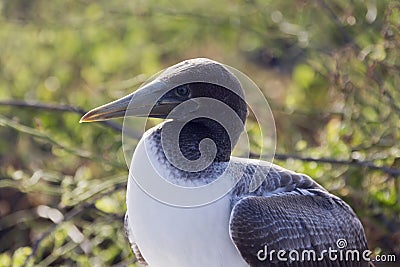 Close-up profile of the head of a nazca booby. Stock Photo