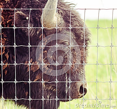 Close-up Profile Image of a Bison Behind a Metal Fence Stock Photo