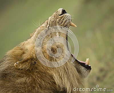 Close-up profile of Lion yawning Stock Photo