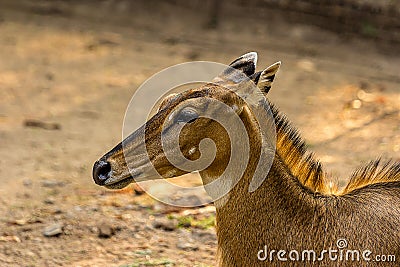 Close-up profile portrait of a hornless female nilgai Stock Photo
