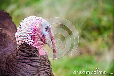 Live Turkey Profile Portrait with blurred green and brown grass in background. Stock Photo