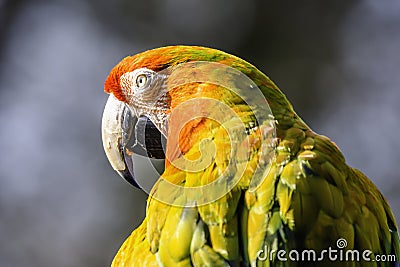 Close up profile portrait of scarlet macaw parrot with dark sky in background Stock Photo