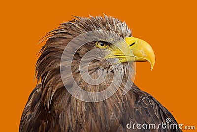 Close up profile portrait of white tailed eagle Stock Photo