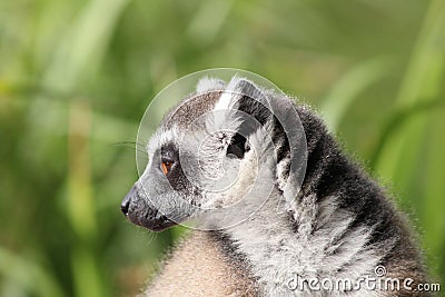 Close up profile of ring tailed lemur looking round with grass background Stock Photo