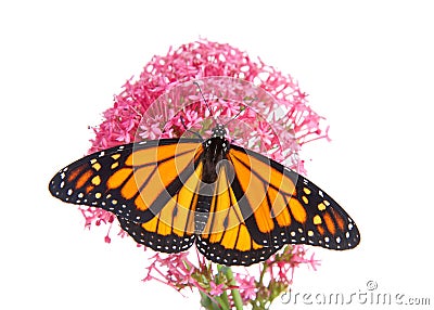 Monarch butterfly, top view with wings open, on pink Egyptian Star Cluster flowers Stock Photo