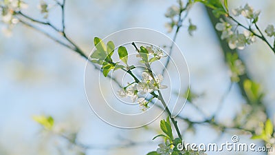Prunus Avium. Blooming Flowers Of A Cherry Tree. Flowering Branch In Spring. Close up. Stock Photo