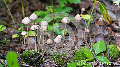 Close up psilocybin mushrooms in the forest Stock Photo