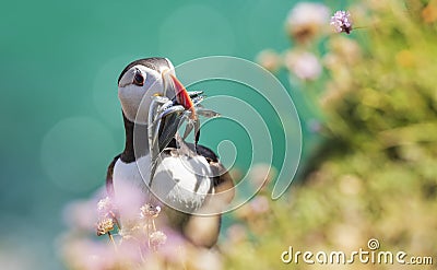 Close-up of a puffin, Atlantic Puffin, Fratercula artica Stock Photo