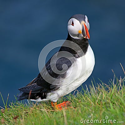 Close-up of puffin perching on grassy field against sea Stock Photo