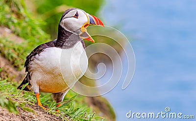 Puffins Puffins on Skomer Island in Wales UK - close up against blue sky Stock Photo