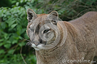 Close up of a Puma Stock Photo