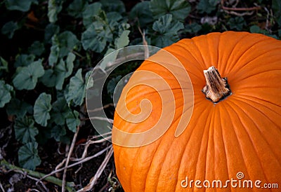 Close up of a Pumpkin in a Fall Pumpkin Patch Stock Photo