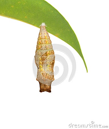 Close up of pupae Stock Photo