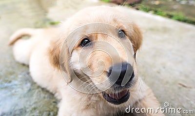 Close up puppy Golden Retriever face Stock Photo