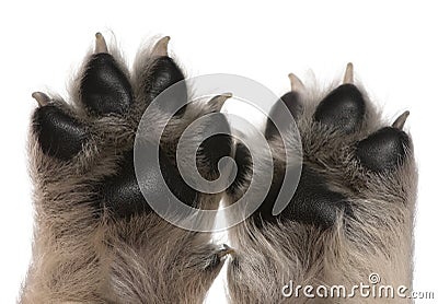 Close-up of puppy's paws, 4 weeks old Stock Photo