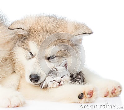 Close up puppy with sleepy kitten. isolated on white background Stock Photo
