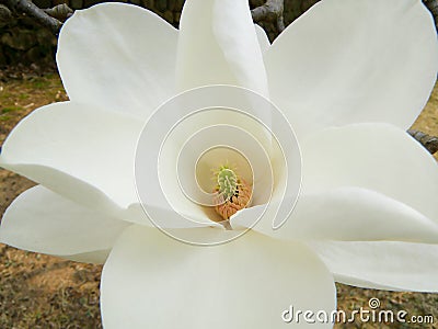 Close-up of Pure White Blooming Magnolia Flower Stock Photo