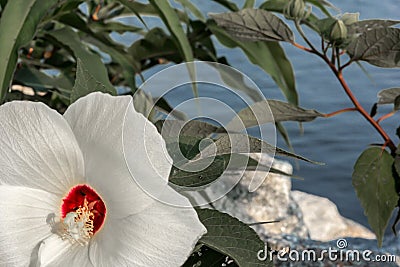 Close up pure white flower on the Delaware lake Stock Photo