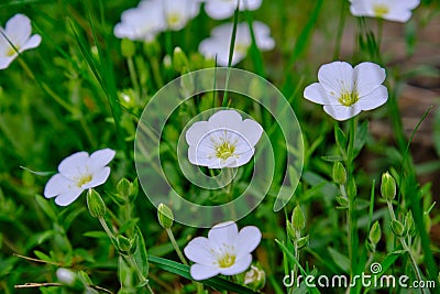 Close-up pure white flowers of showy evening primrose Stock Photo