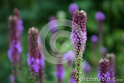 Close Up of Purple Blazing Star also known as Gayfeather, Liatris spicata, Blooming in Selective Focus with More of the Perennial Stock Photo