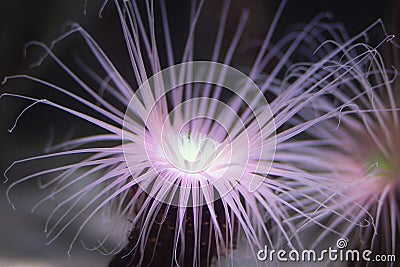 Anemone light sea rocket its tentacles Stock Photo