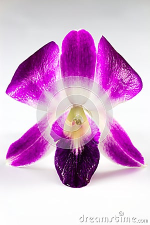 Close Up of Purple Dendrobium Orchid Stock Photo