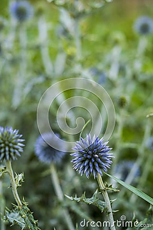 Close up of purple flower in green grass nature field - spring and outdoor natural floreal concept - vertical composition and Stock Photo