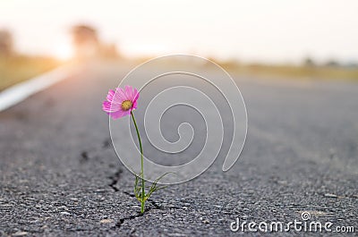 Close up, purple flower growing in crack street background Stock Photo