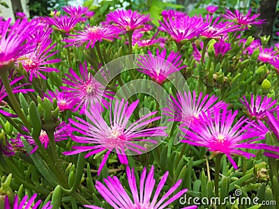 Close up of purple flowers Stock Photo