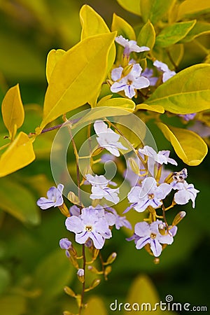 Close up of purple flowers of Duranta repens Stock Photo