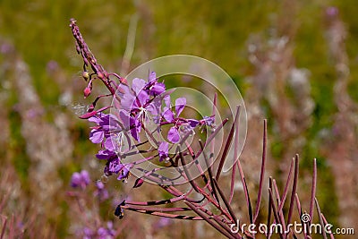 Close up of purple flowers of Fireweed, also called Epilobium angustifolium Stock Photo