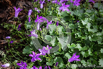 Close Up of Purple Flowers with Green Jagged Leaves Campanula spicata Stock Photo