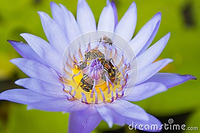 close up purple lotus flower has pollen particles from the middle of flowers with a group of bees Stock Photo